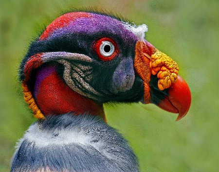 King Vulture