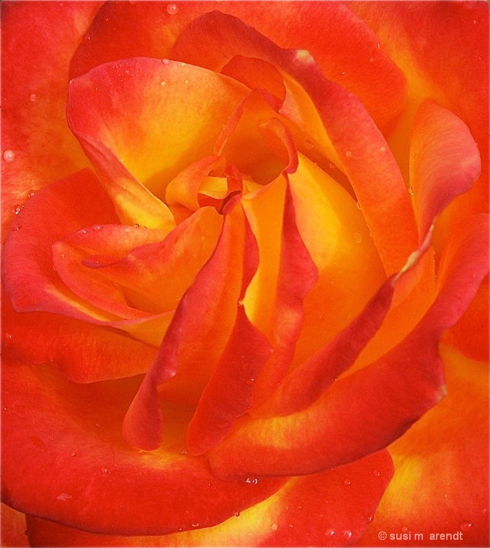 Rose Garden Close Up:  Four - ID: 10363748 © Susanne M. Arendt
