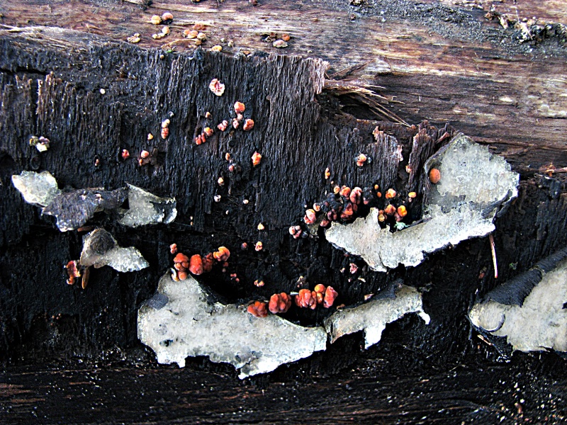 Red Fungi On Tree Stump