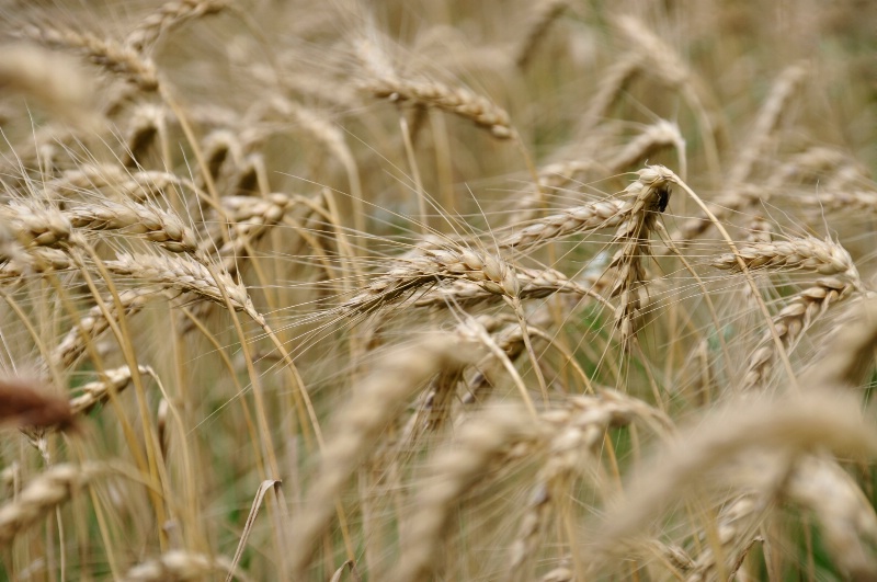 Waving wheat