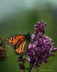 Monarch and Lilac