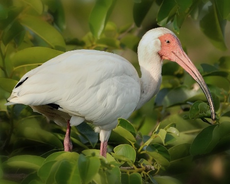 White Ibis