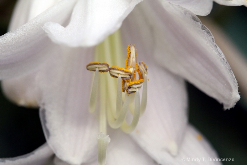 Hosta Flower 