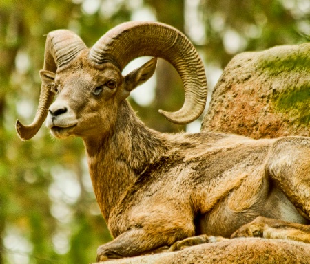 Big Horned Ram