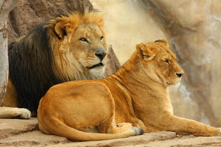 Lion Pair