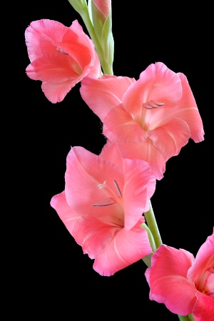 Glads in window light