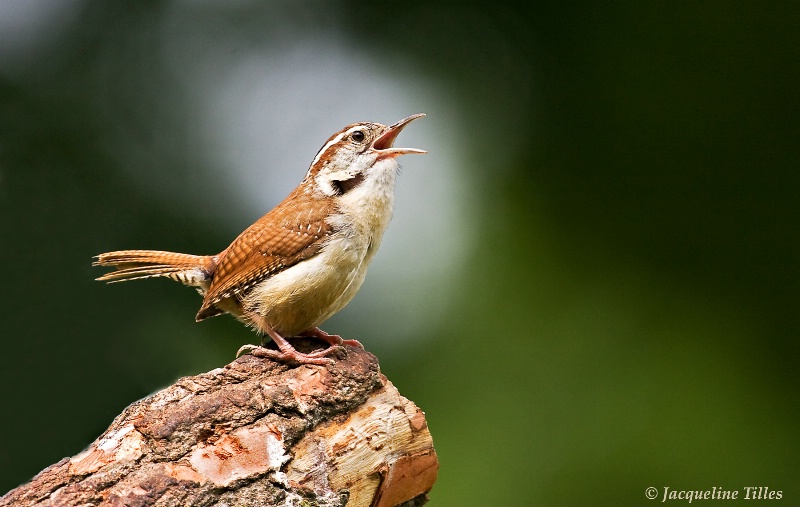 IN THE SPOTLIGHT - ID: 10367405 © Jacqueline A. Tilles