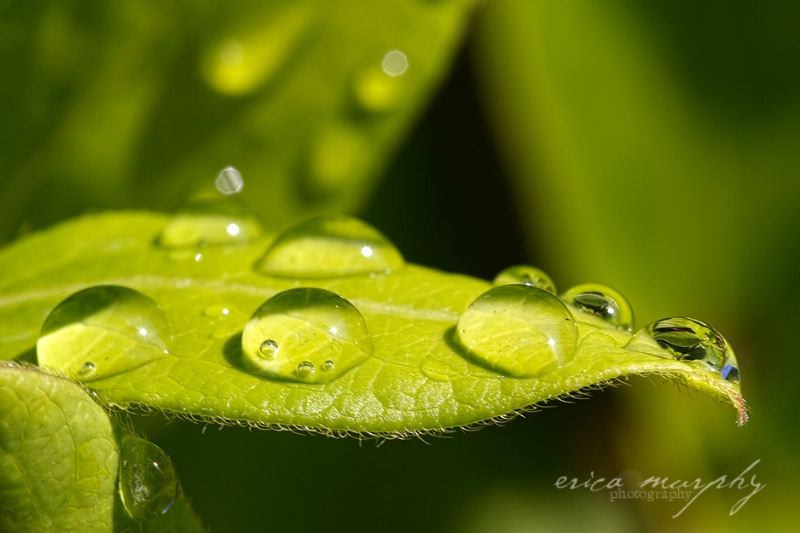 Nature's Magnifying Glass