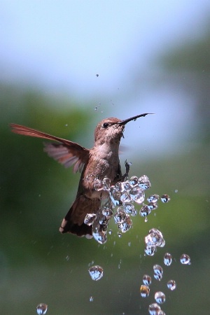 Bathing Kolibri