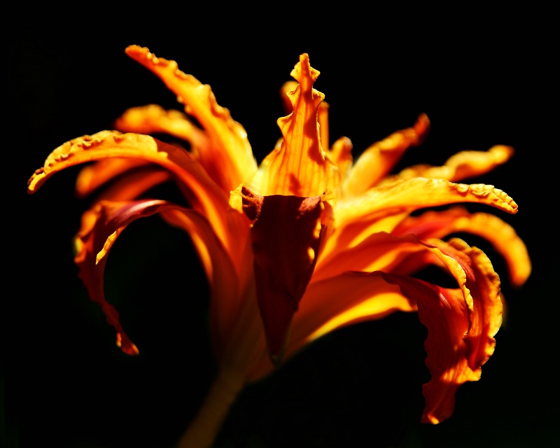 daylily at sunset