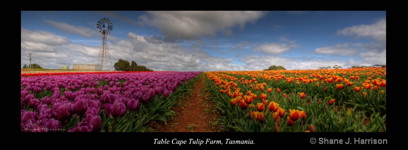 Table Cape Tulips, Tasmania....