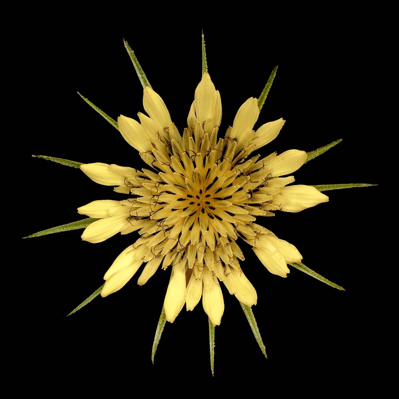 Wildflower