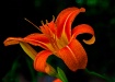 My Favorite Lilly
