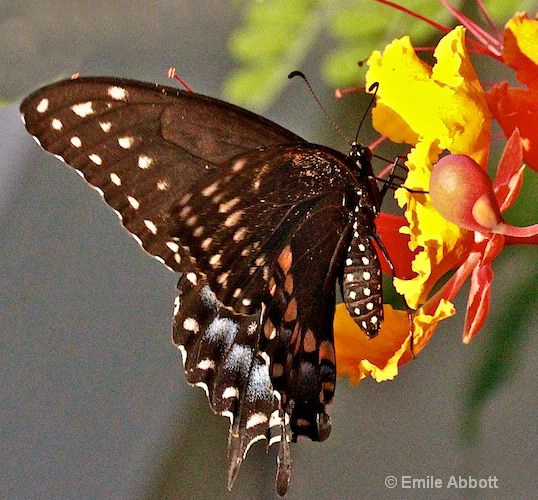 Two Tail Swallowtail on Caesalpinia - ID: 10370122 © Emile Abbott