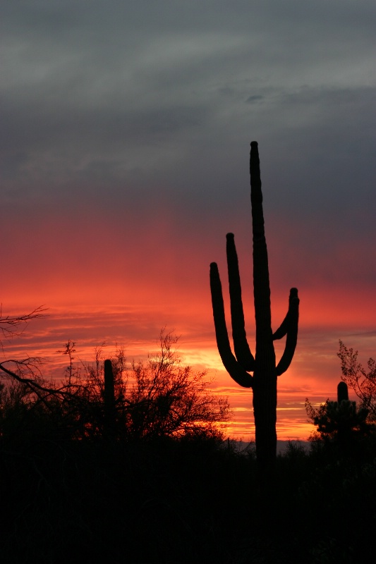 Arizona Sunset