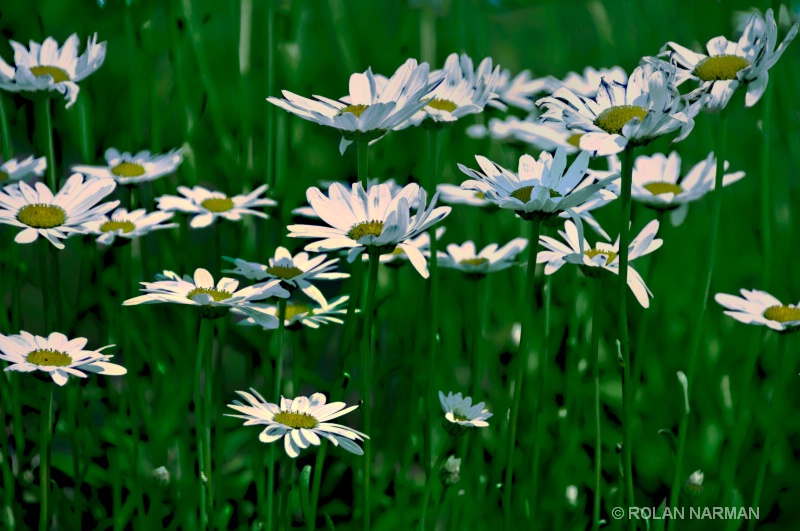March of the Daisies