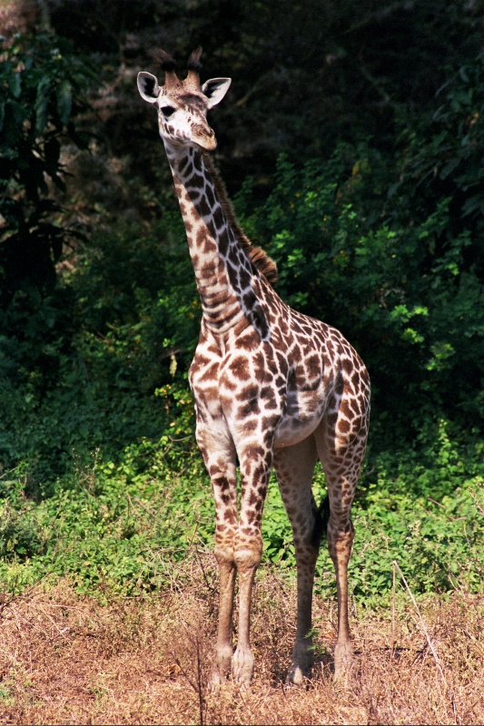 Young giraffe, Lake Manyara Park, Tanzania