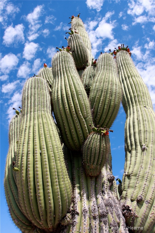 Old Cactus