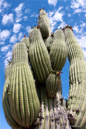 Old Cactus