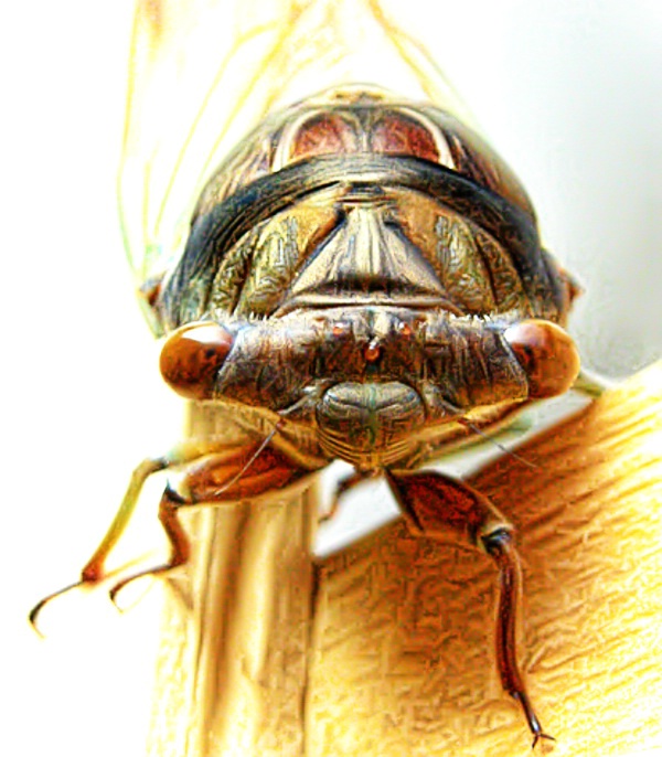 Cicada