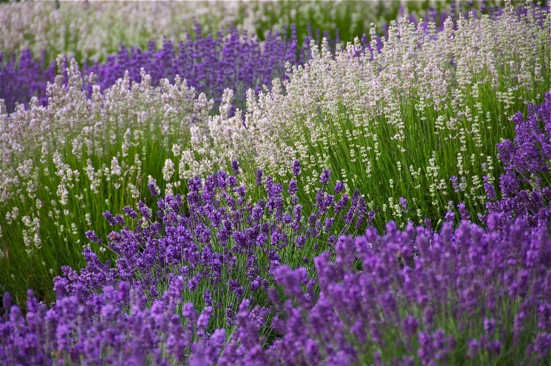 Lavender Field 4