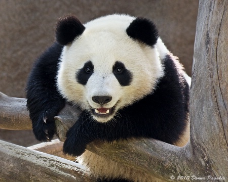 Happy Panda