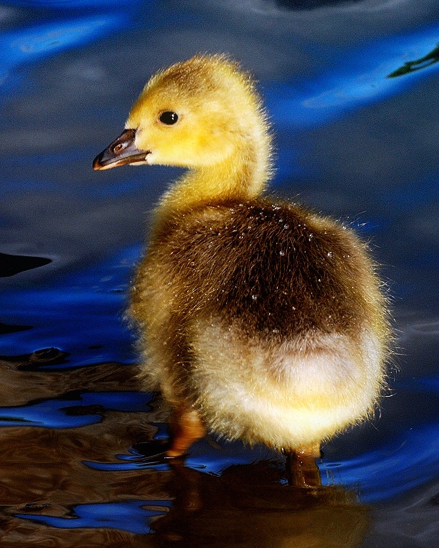 LIL DUCKY