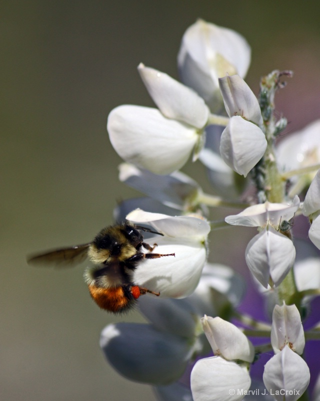 White Lupine with Bee