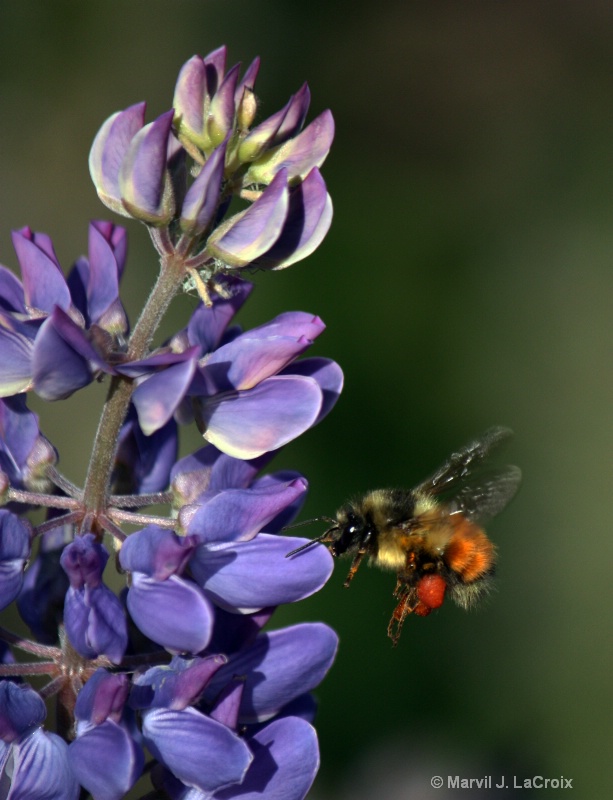 Purple Lupine and Bee
