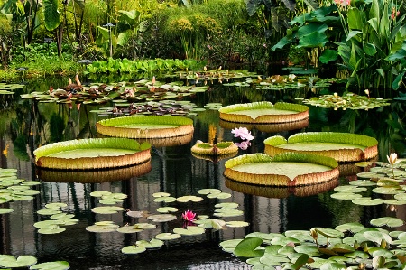 *Lilies at Longwood*