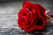 The Gift