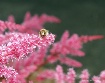pollen gatherer