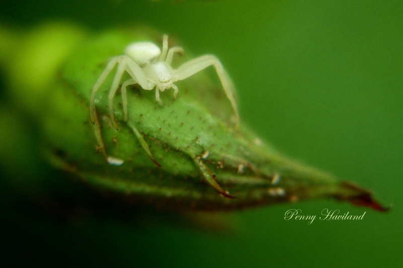 White Crab Spider