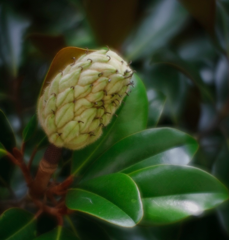 Magnolia Bud