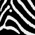2Zebra Blueprint - ID: 10382801 © Kathy Salerni