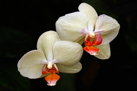 Orchid Duo