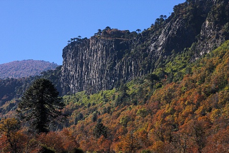 Basaltic rocks and araucaria trees