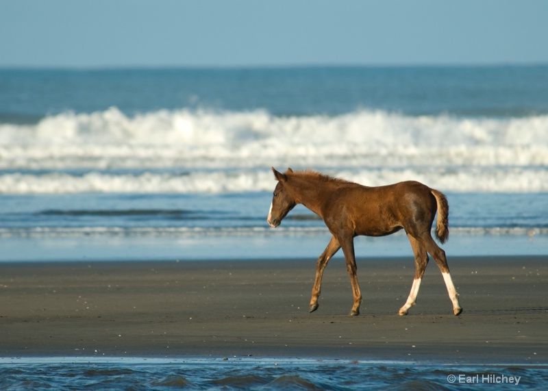 Beach Bum - ID: 10389250 © Earl Hilchey