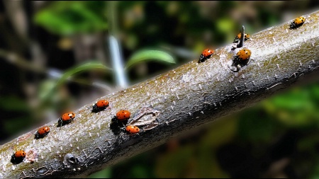 Ladybugs On The Move