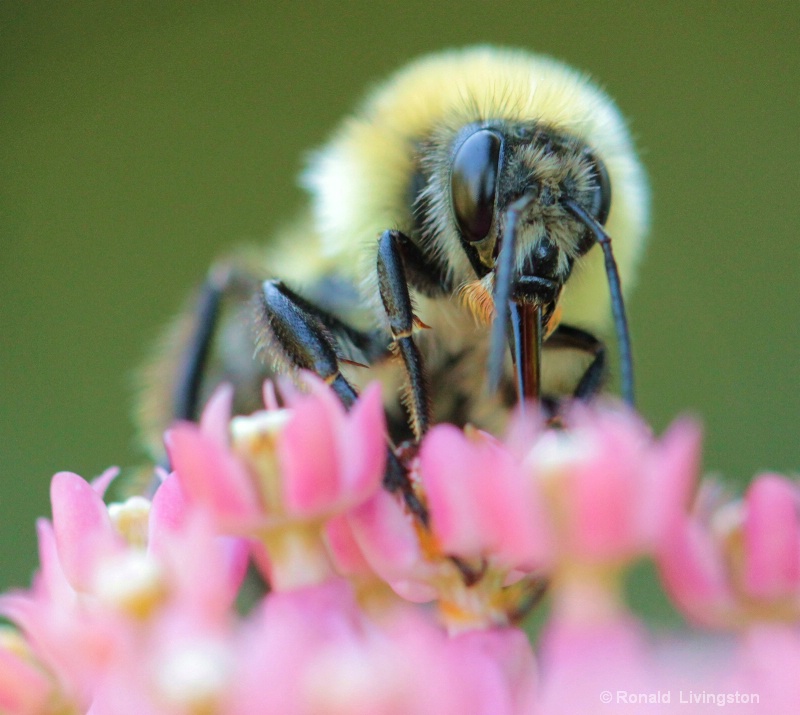 Bee Face - ID: 10390213 © Ron Livingston