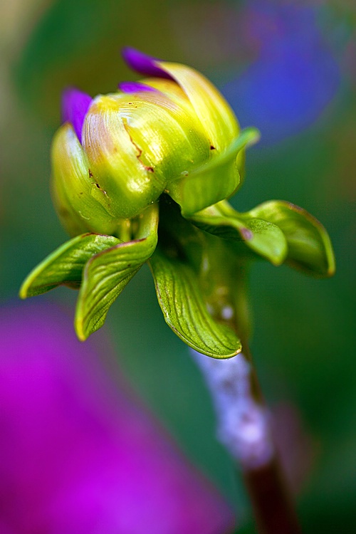 Dahlia Bud