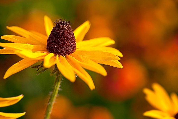 Black-eyed Susan