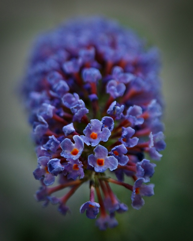 butterfly bush