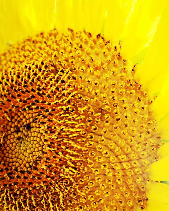 the sun