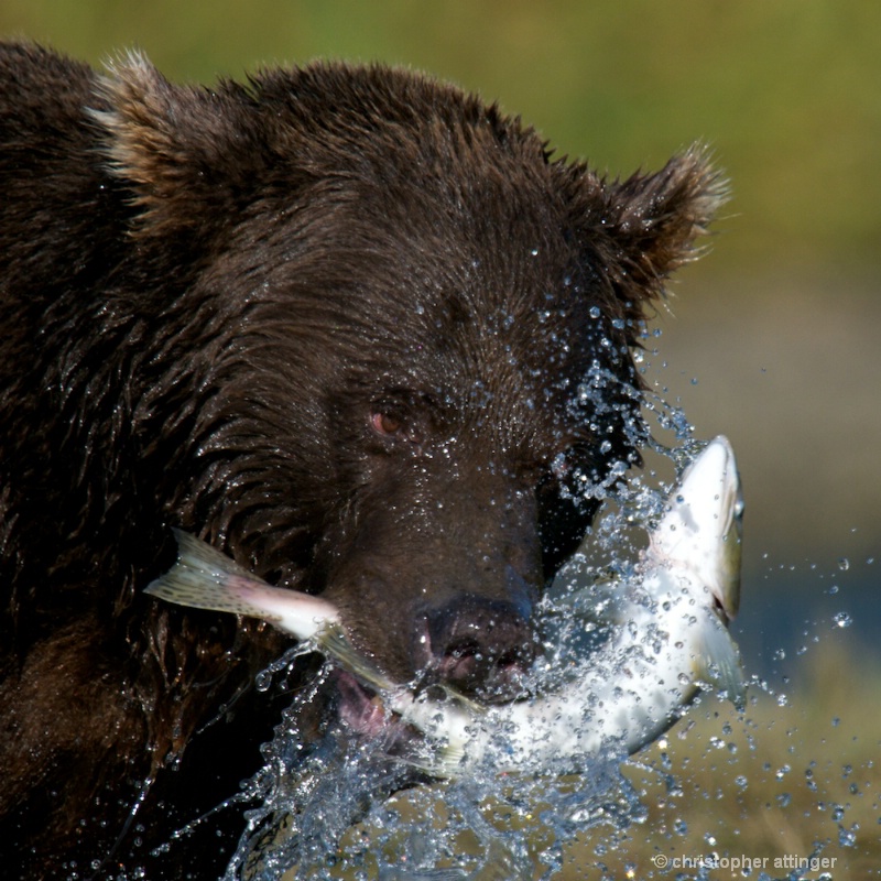 DSC_5674 Brown bear with salmon - ID: 10393192 © Chris Attinger