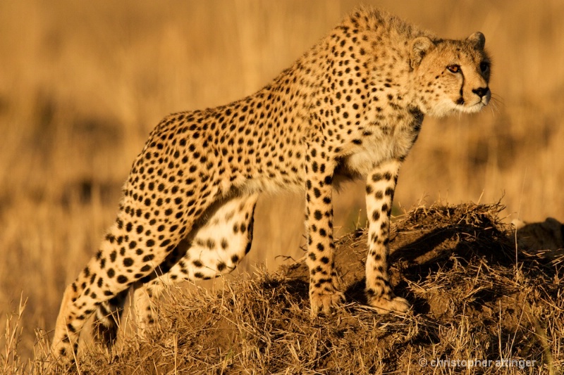 DSC_8389 Cheetah mother stretching before the hunt - ID: 10393220 © Chris Attinger