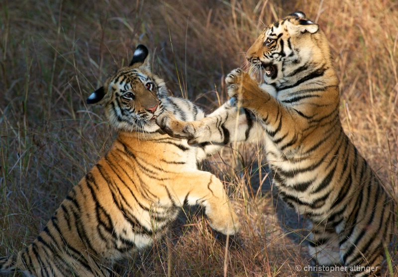 DSC_5368 Tiger cubs play fighting - ID: 10393252 © Chris Attinger