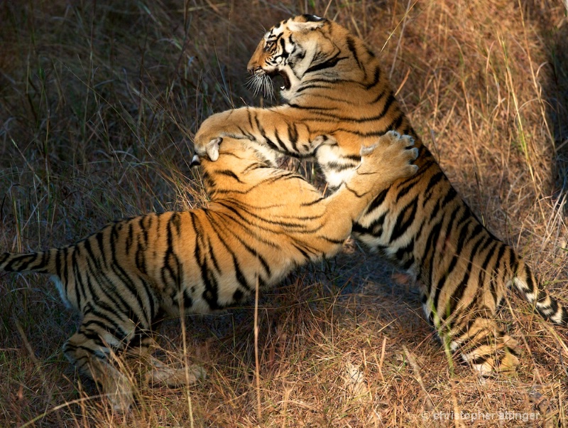 DSC_5414 Tiger cubs play fighting - ID: 10393254 © Chris Attinger