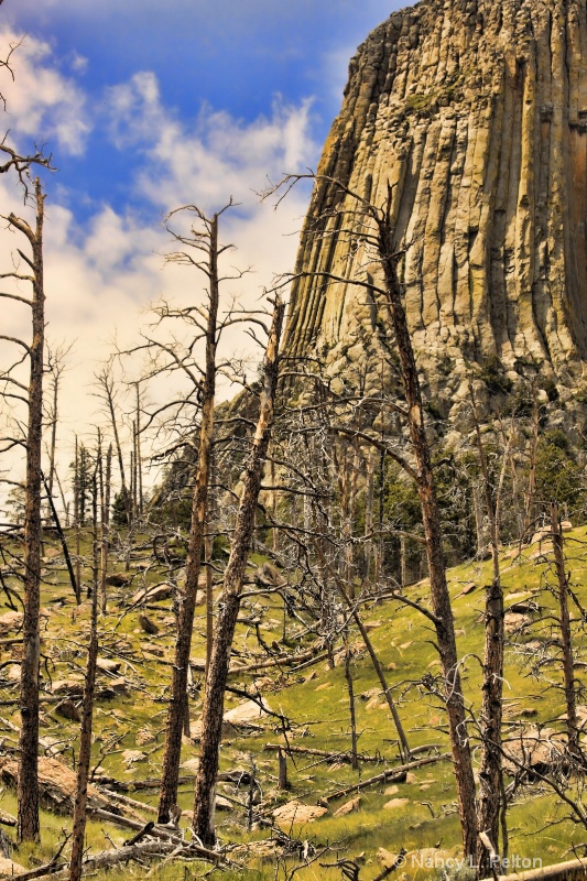 View of Devil's Tower and burned out trees.