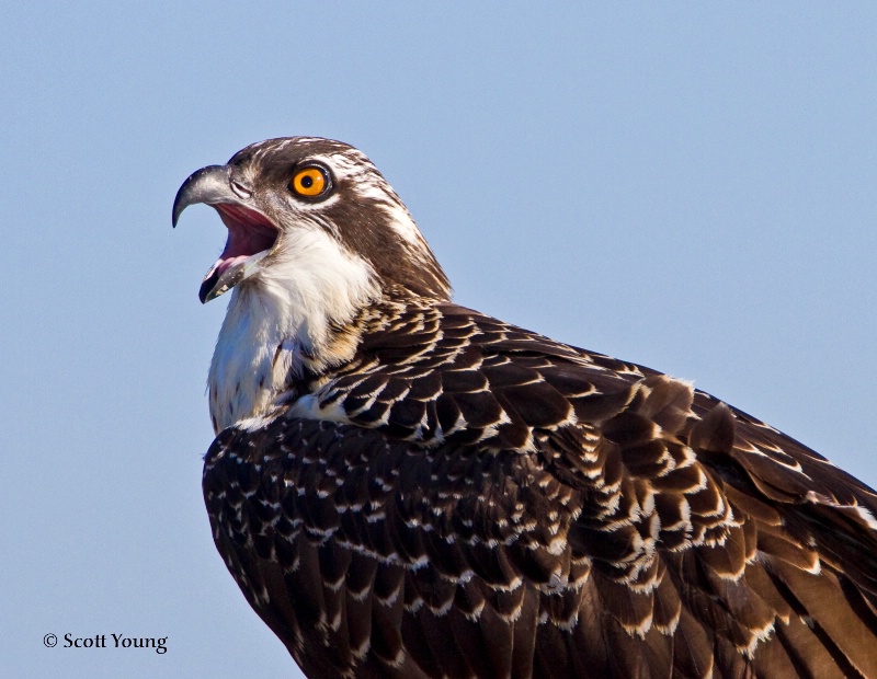 Osprey Chick Calling; Poquoson, VA - ID: 10394958 © Richard S. Young